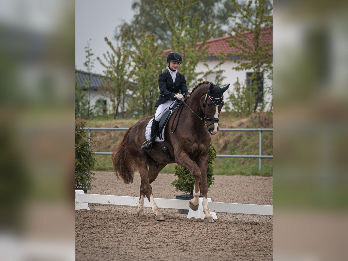 Hannoveraner Wallach 10 Jahre 178 cm Dunkelfuchs in Geiselhöring