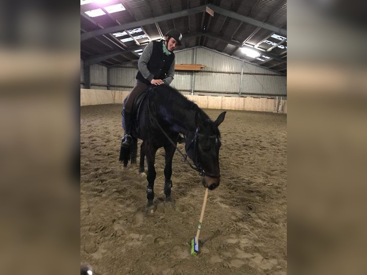 Hannoveraner Wallach 10 Jahre 178 cm Schwarzbrauner in Gorleben Meetschow