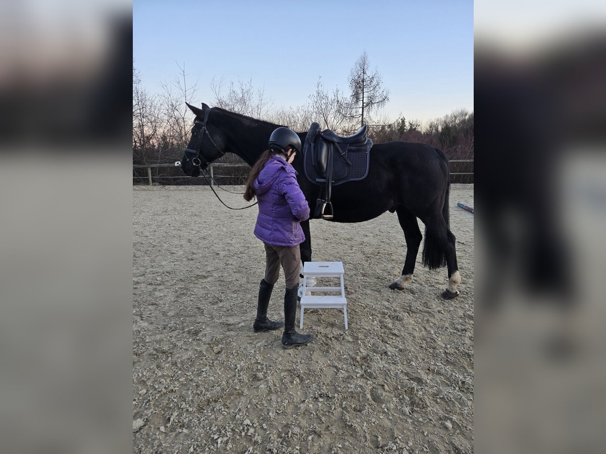 Hannoveraner Wallach 10 Jahre in Purgstall bei Eggersdorf