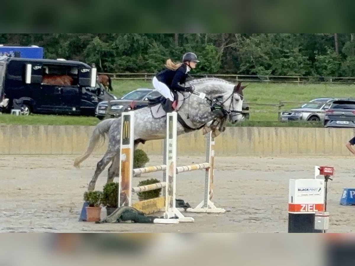 Hannoveraner Wallach 11 Jahre 167 cm Apfelschimmel in Nienburg (Weser)