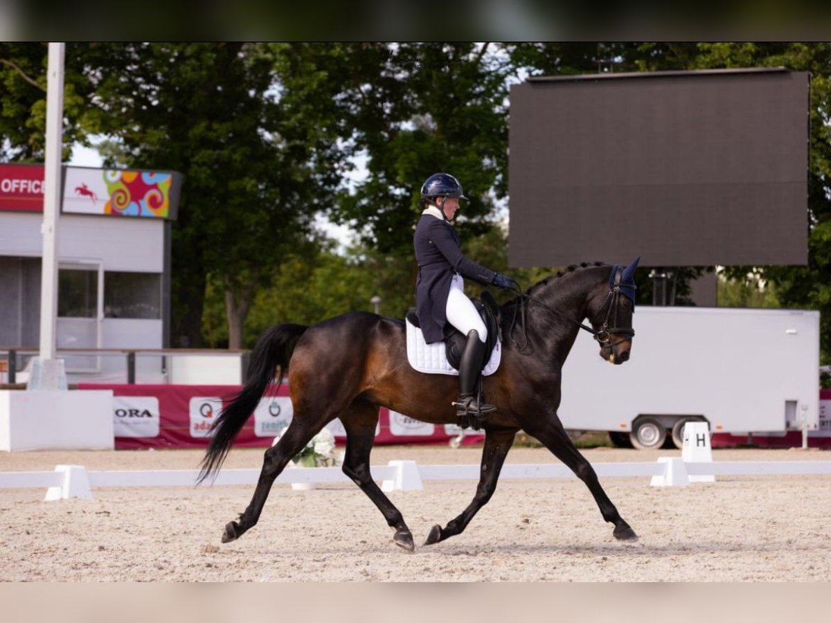 Hannoveraner Wallach 11 Jahre 167 cm Rappe in dury