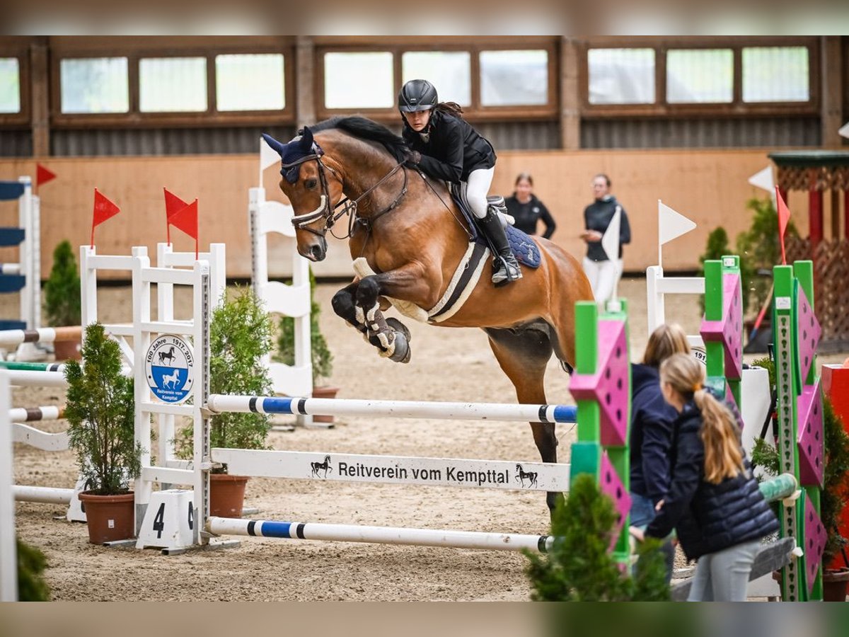 Hannoveraner Wallach 11 Jahre 168 cm Brauner in Dietikon