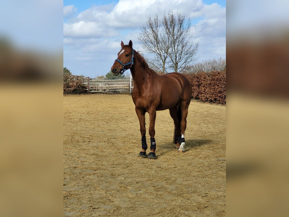 Hannoveraner Wallach 11 Jahre 170 cm Fuchs in Essen