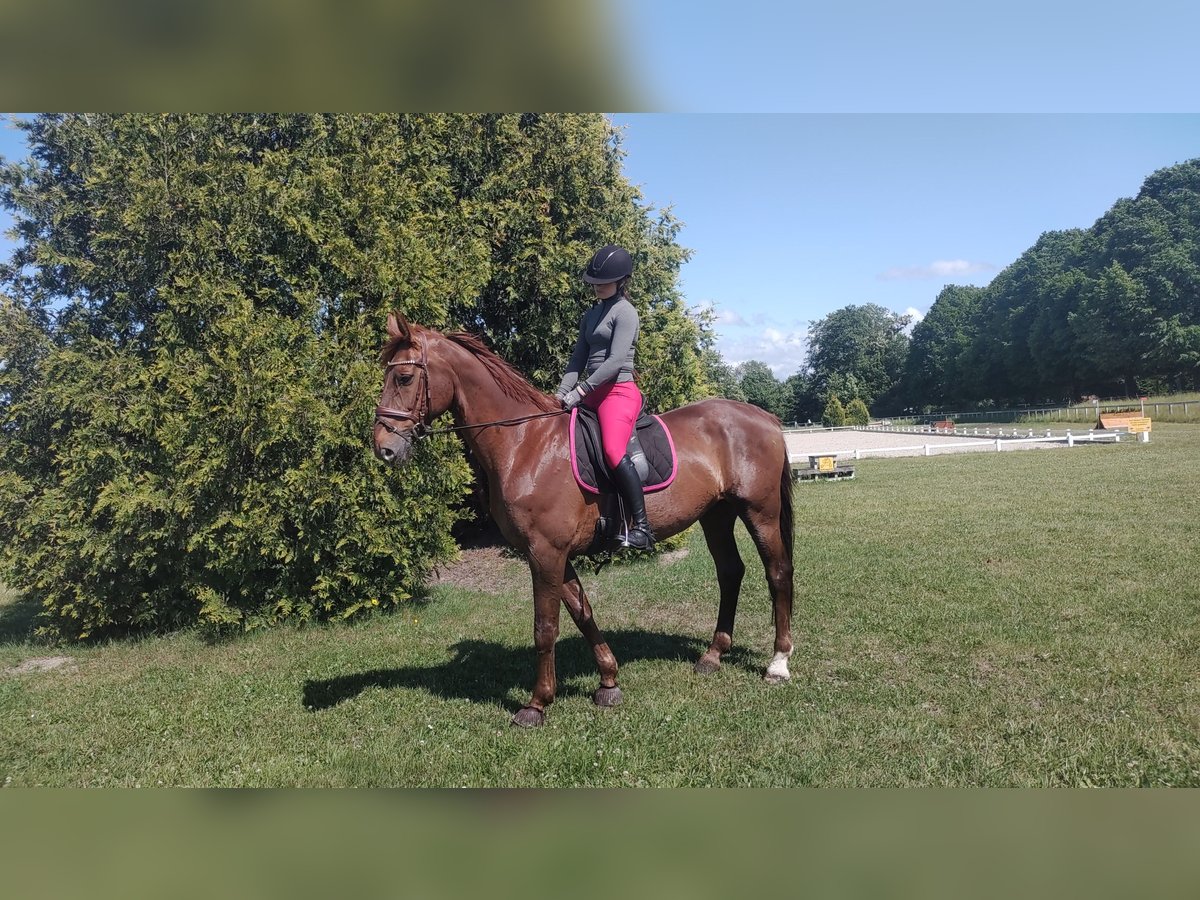 Hannoveraner Wallach 11 Jahre 170 cm Fuchs in Gro&#xDF;heide Berumerfehn
