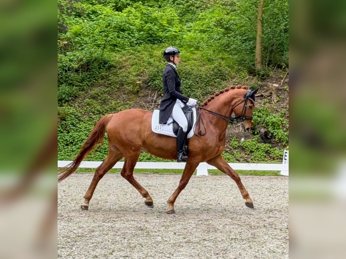 Hannoveraner Wallach 11 Jahre 171 cm Fuchs in L&#xFC;beck