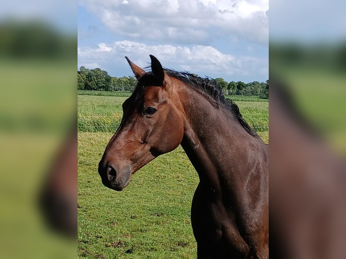 Hannoveraner Wallach 11 Jahre 172 cm Brauner in Cuxhaven