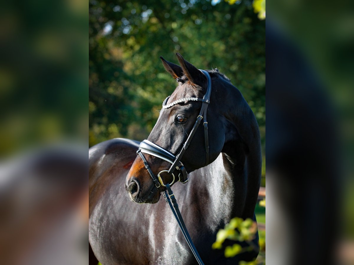 Hannoveraner Wallach 11 Jahre 172 cm Schwarzbrauner in Verden (Aller)