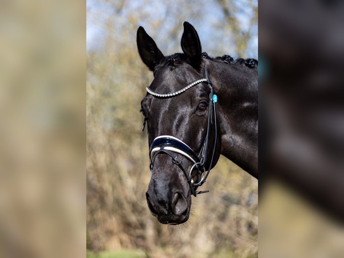 Hannoveraner Wallach 11 Jahre 173 cm Rappe in Scharnebeck