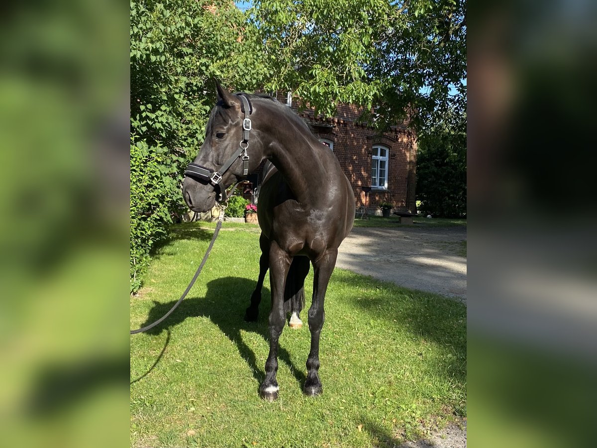 Hannoveraner Wallach 11 Jahre 175 cm Rappe in Kisserow