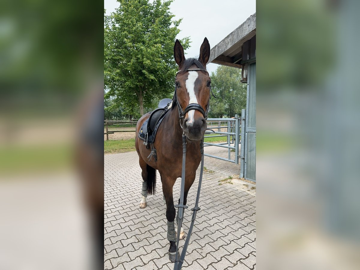 Hannoveraner Wallach 11 Jahre 176 cm Dunkelbrauner in BurgdorF Hannoveraner Wallach 11 Jahre 176 cm Dunkelbrauner in BurgdorF