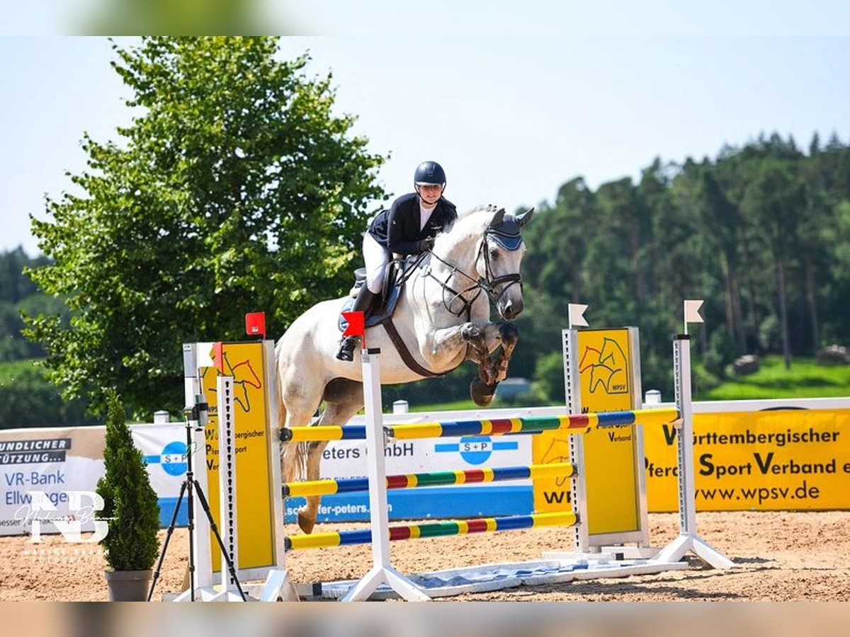 Hannoveraner Wallach 11 Jahre 178 cm Schimmel in Essingen