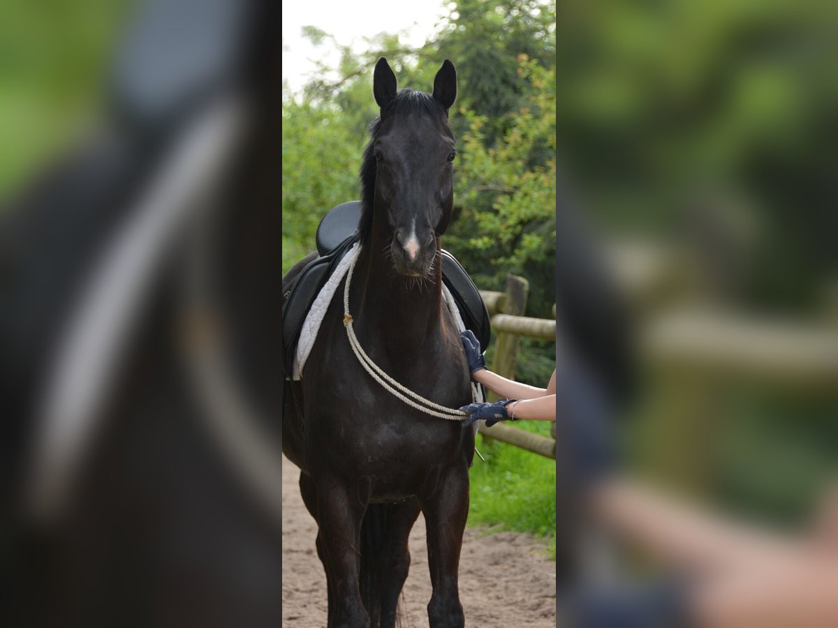 Hannoveraner Wallach 12 Jahre 164 cm Rappe in Rosendahl