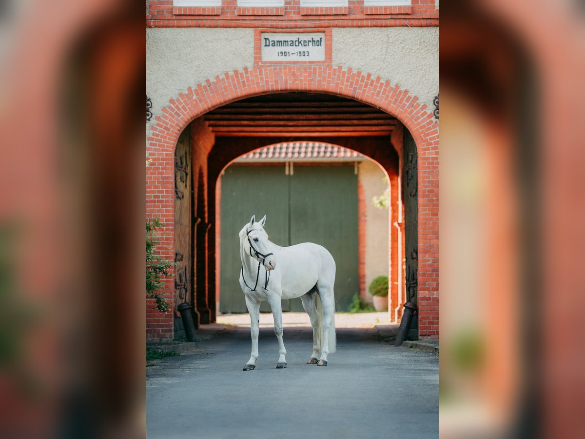 Hannoveraner Wallach 12 Jahre 164 cm Schimmel in Sarstedt