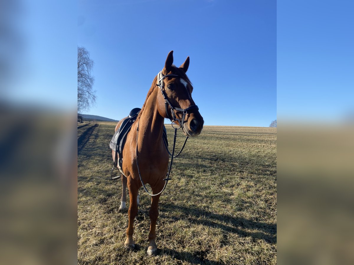 Hannoveraner Wallach 12 Jahre 167 cm Fuchs in Bischofsgr&#xFC;n