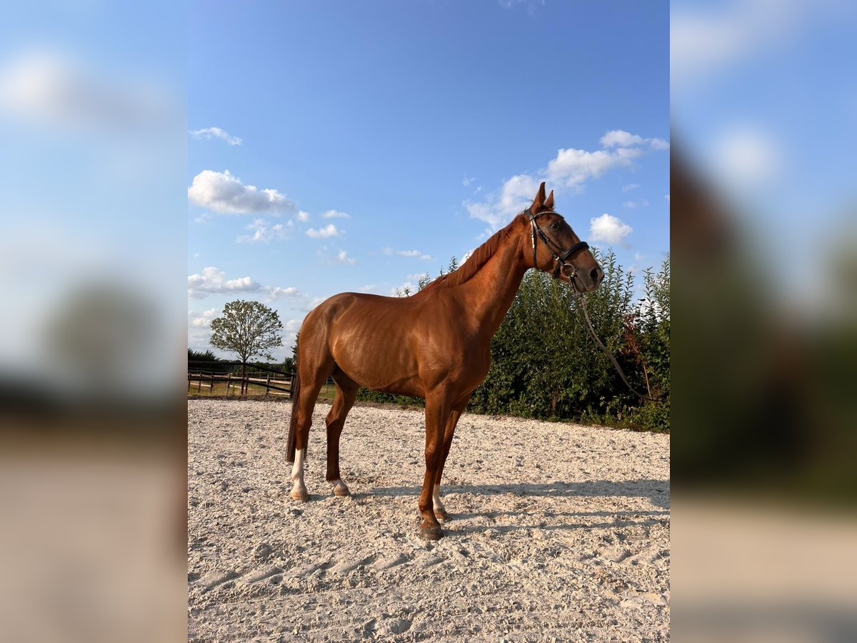 Hannoveraner Wallach 12 Jahre 168 cm Dunkelfuchs in Elsdorf