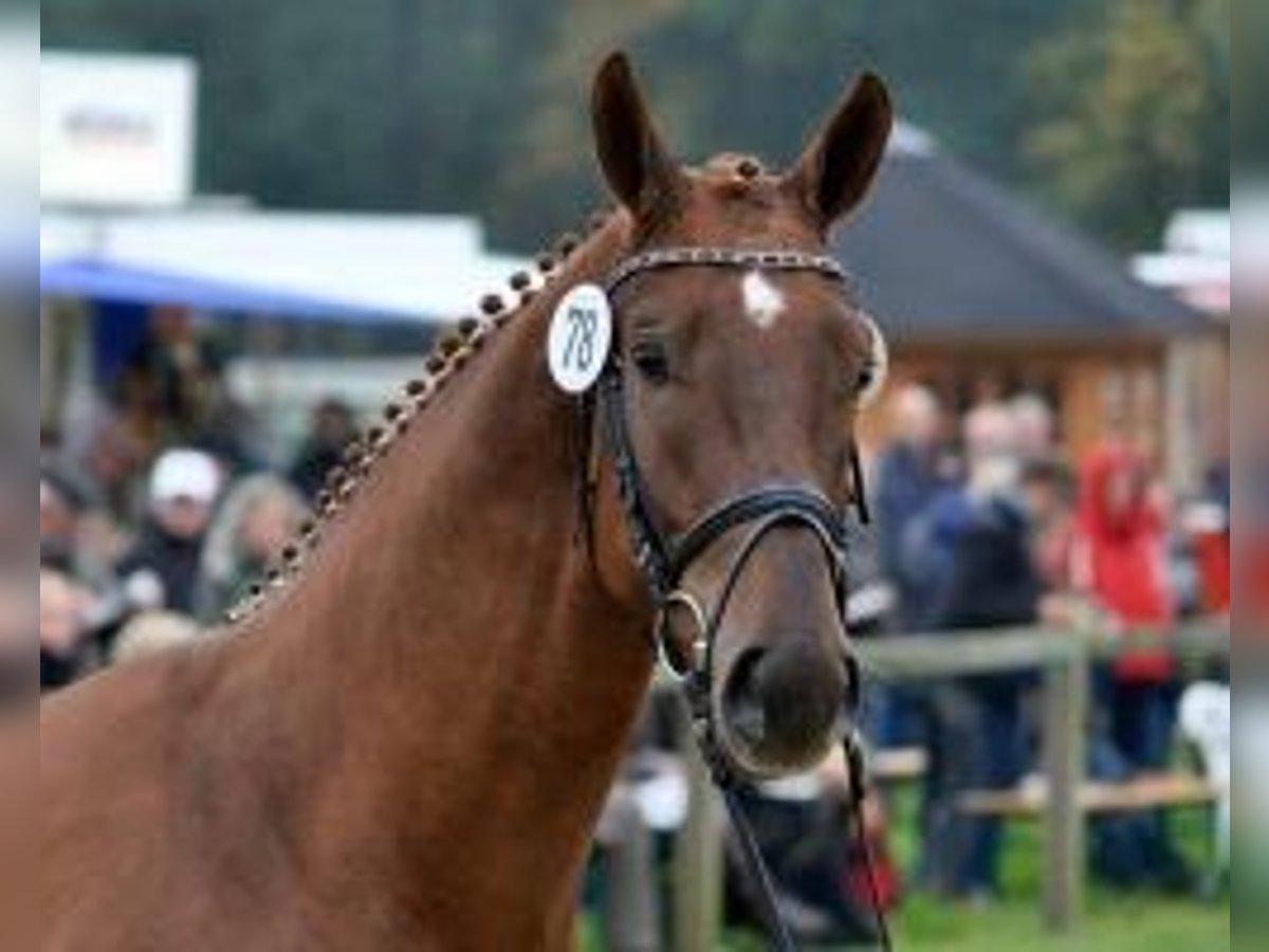 Hannoveraner Wallach 12 Jahre 172 cm Dunkelfuchs in Ratingen Hannoveraner Wallach 12 Jahre 172 cm Dunkelfuchs in Ratingen