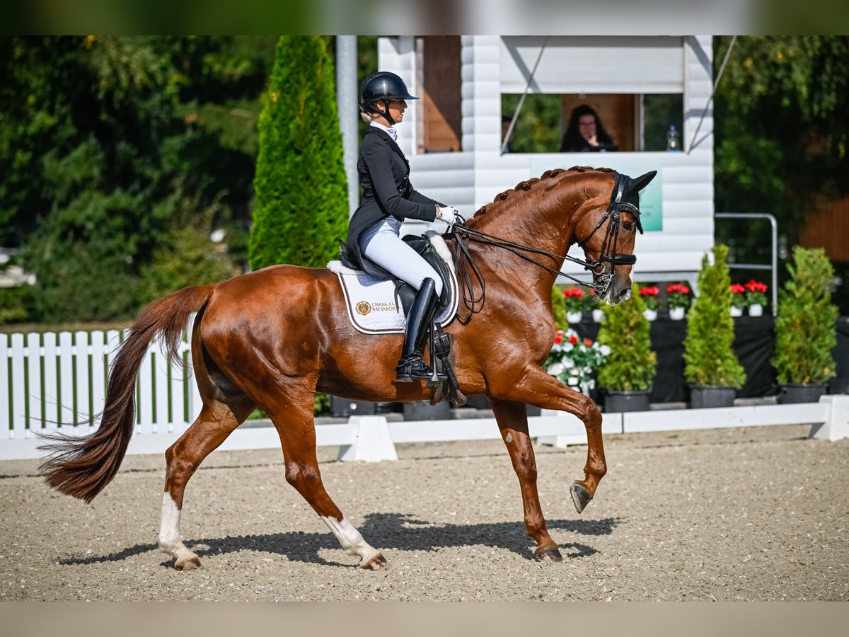 Hannoveraner Wallach 12 Jahre 172 cm Fuchs in Dörflingen