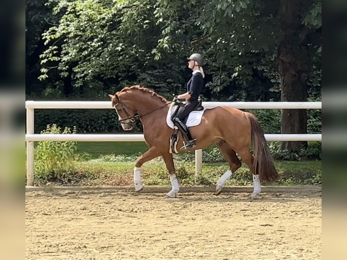 Hannoveraner Wallach 12 Jahre 174 cm Dunkelfuchs in Hamm