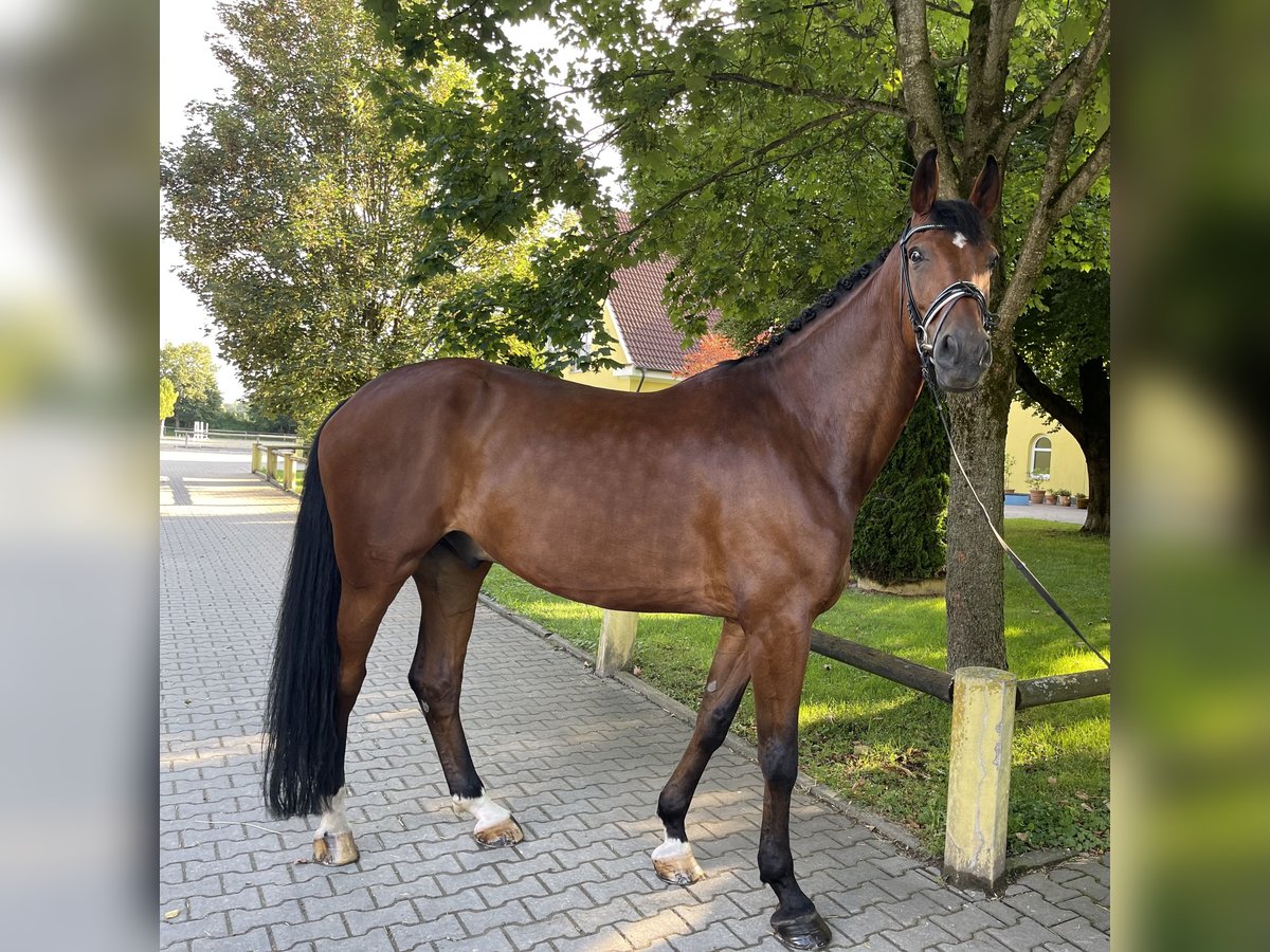 Hannoveraner Wallach 12 Jahre 178 cm Brauner in Schwabmünchen