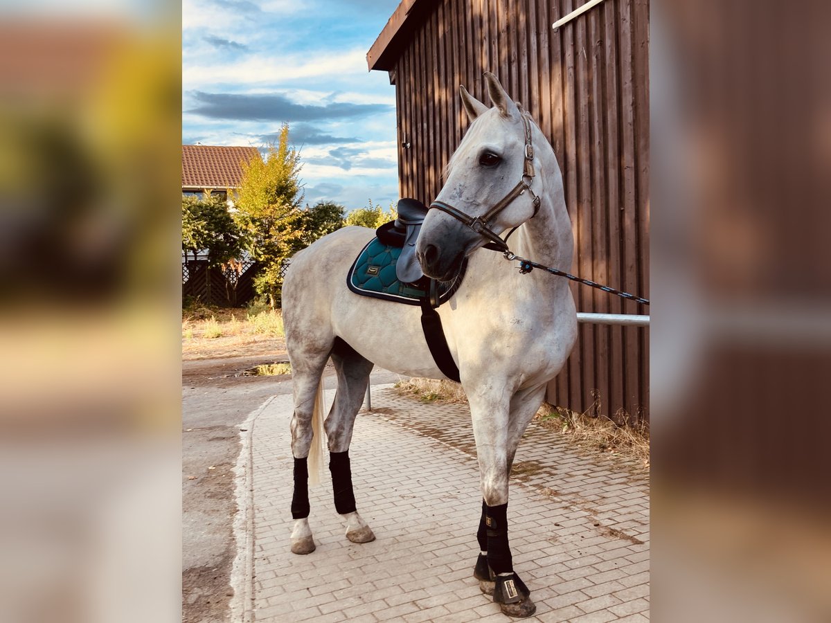 Hannoveraner Wallach 12 Jahre 180 cm Apfelschimmel in Roxheim