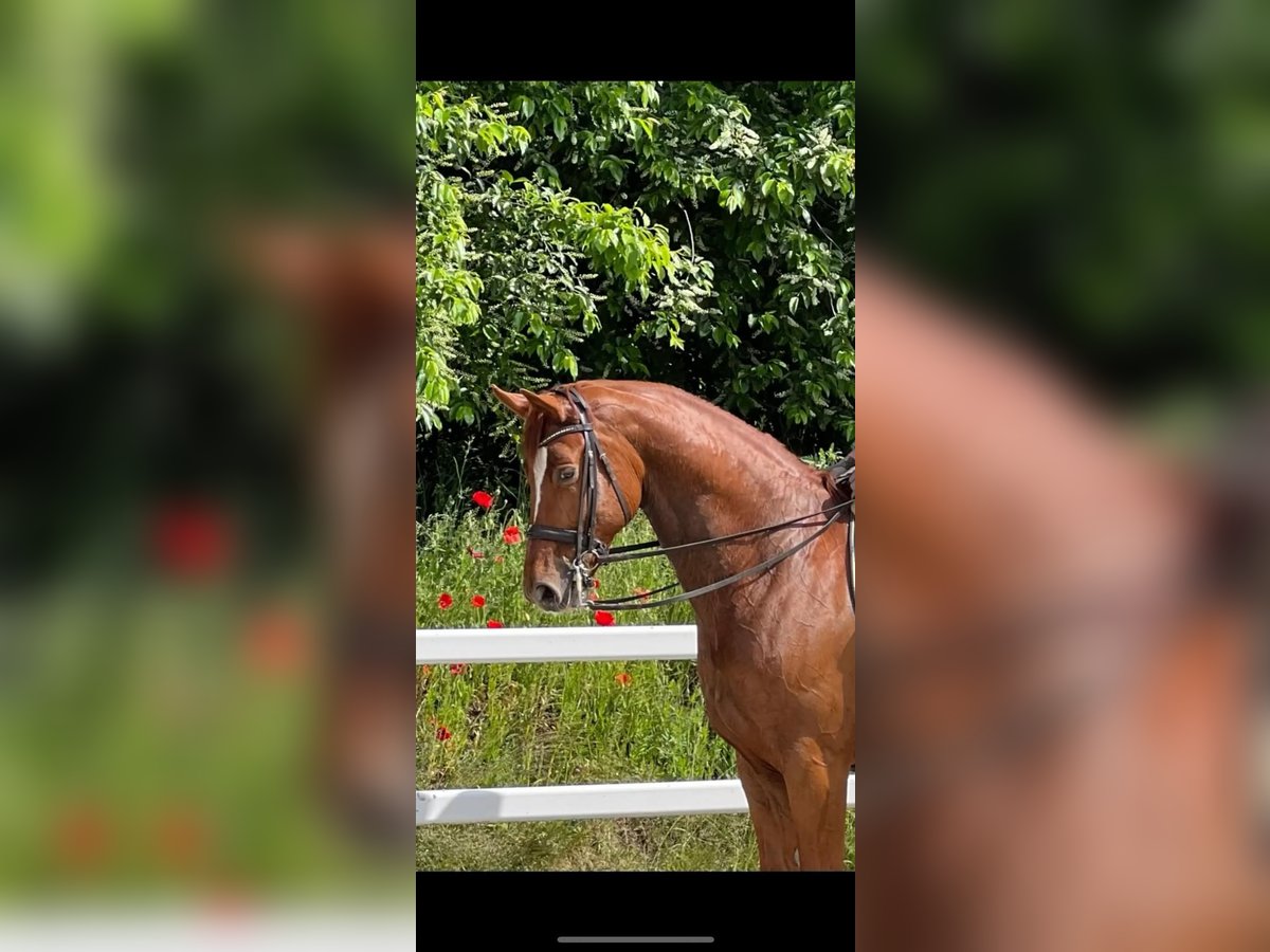 Hannoveraner Wallach 12 Jahre 180 cm Fuchs in Neu Wulmstorf