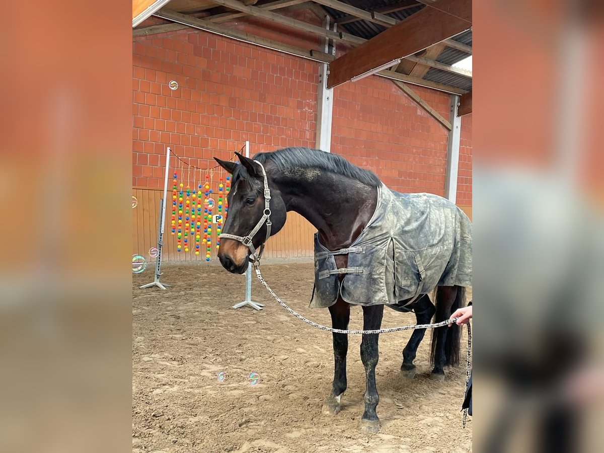 Hannoveraner Wallach 12 Jahre 182 cm Dunkelbrauner in Syke