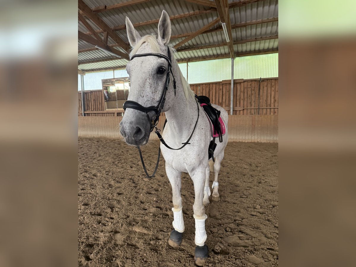 Hannoveraner Wallach 12 Jahre 186 cm in Nordstemmen