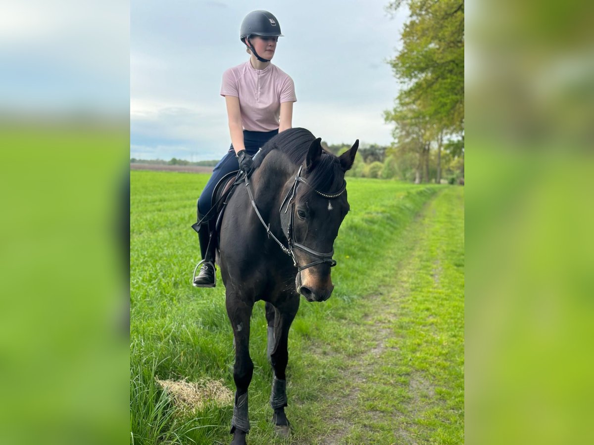 Hannoveraner Wallach 13 Jahre 170 cm Dunkelbrauner in Barver