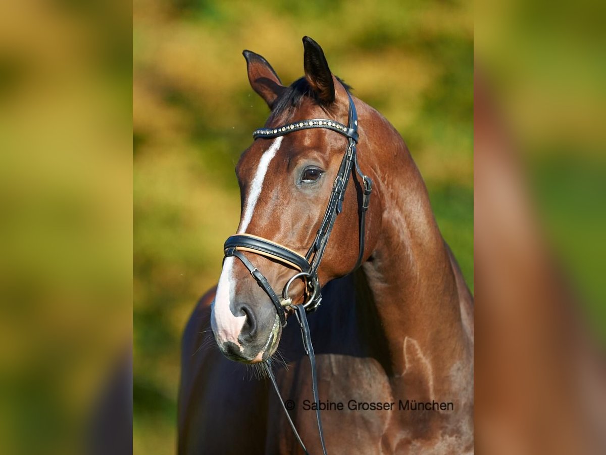 Hannoveraner Wallach 13 Jahre 172 cm Brauner in Starnberg