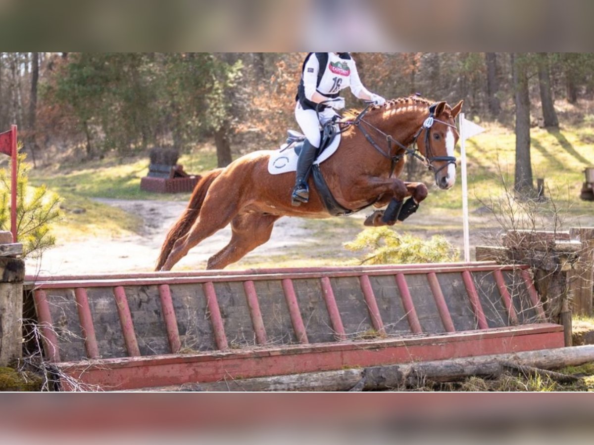 Hannoveraner Wallach 13 Jahre 172 cm Fuchs in Hamburg Allerm&#xF6;he