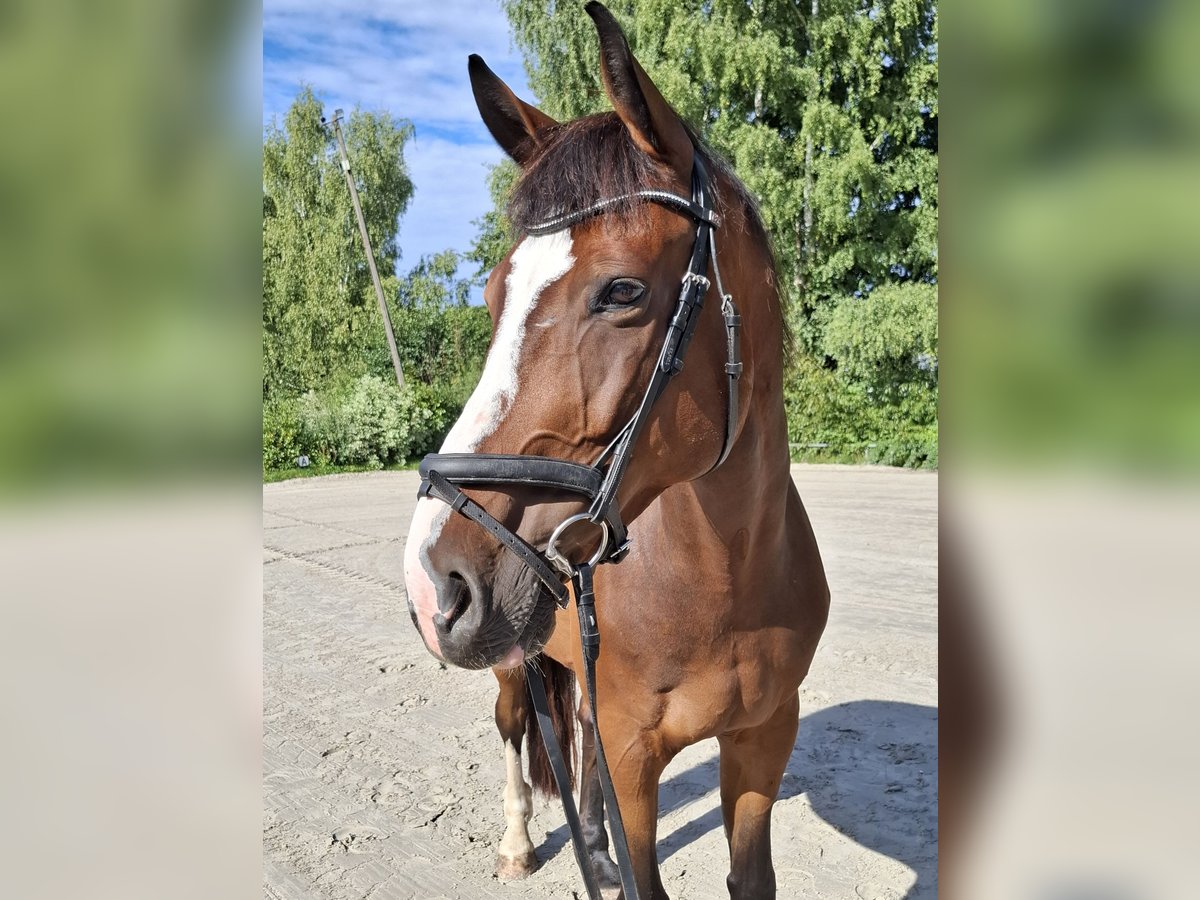 Hannoveraner Wallach 13 Jahre 174 cm Brauner in Mitwitz Hannoveraner Wallach 13 Jahre 174 cm Brauner in Mitwitz
