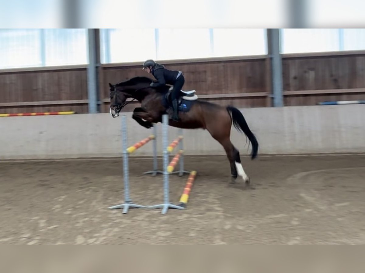Hannoveraner Wallach 13 Jahre 174 cm Dunkelbrauner in Lengdorf