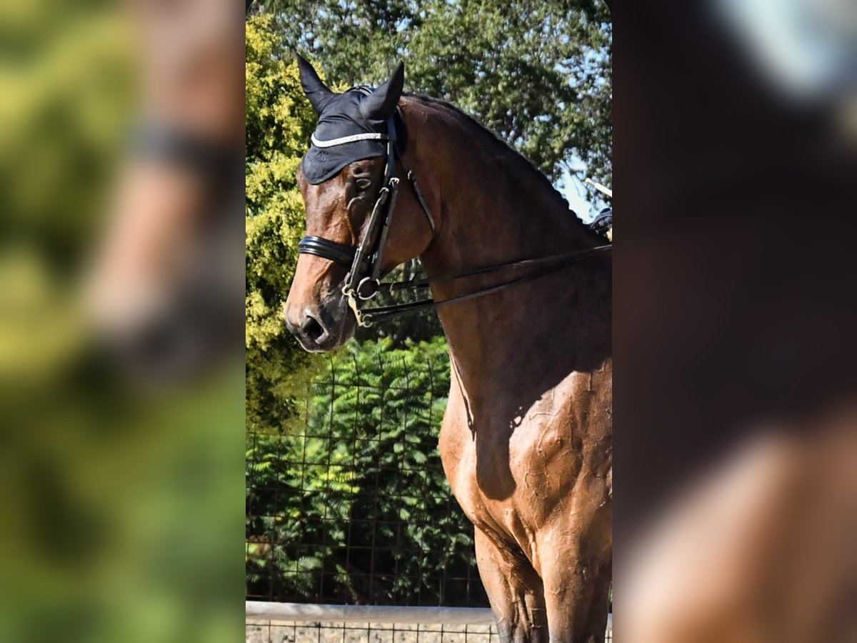 Hannoveraner Wallach 13 Jahre 180 cm Brauner in Ciempozuelos