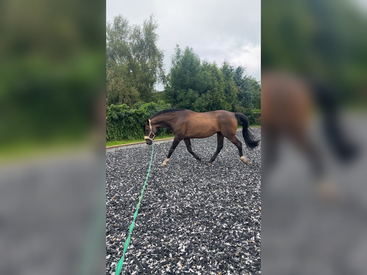 Hannoveraner Wallach 13 Jahre 180 cm Dunkelbrauner in Eddelak
