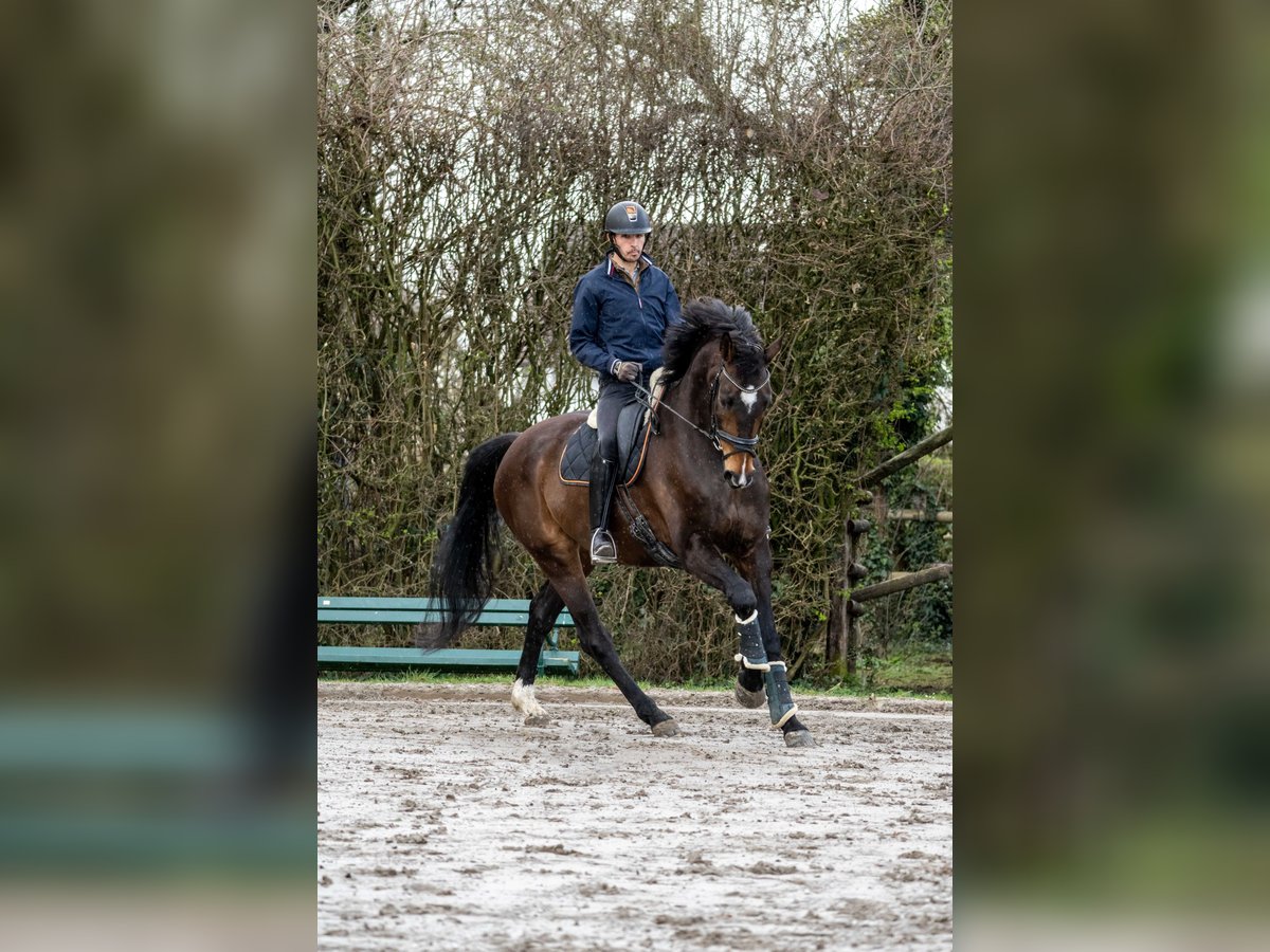 Hannoveraner Wallach 13 Jahre 183 cm Brauner in Innsbruck