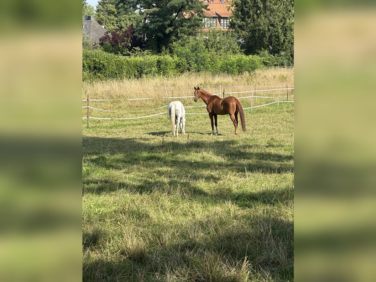 Hannoveraner Wallach 14 Jahre 167 cm Fuchs in K&#xF6;ln