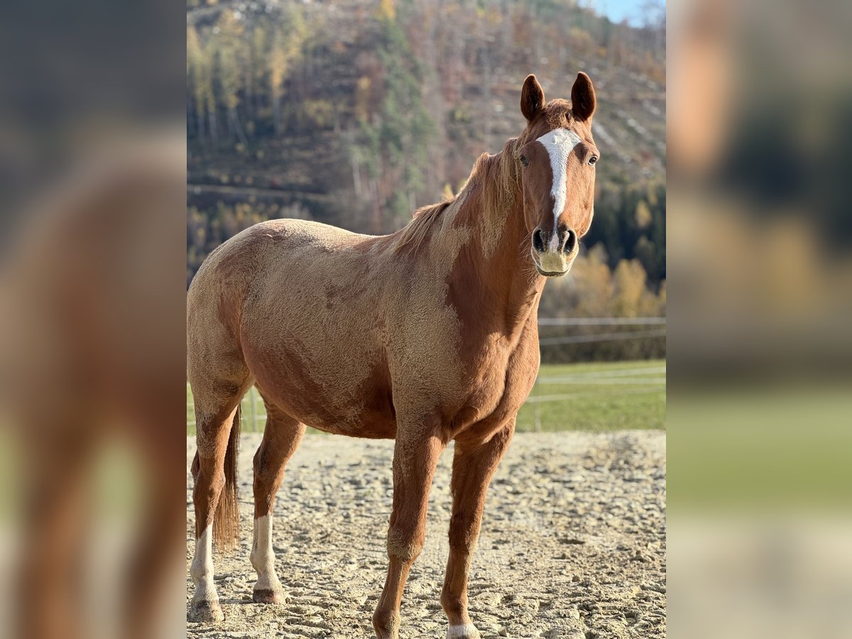 Hannoveraner Wallach 14 Jahre 170 cm Fuchs in Bad Laasphe