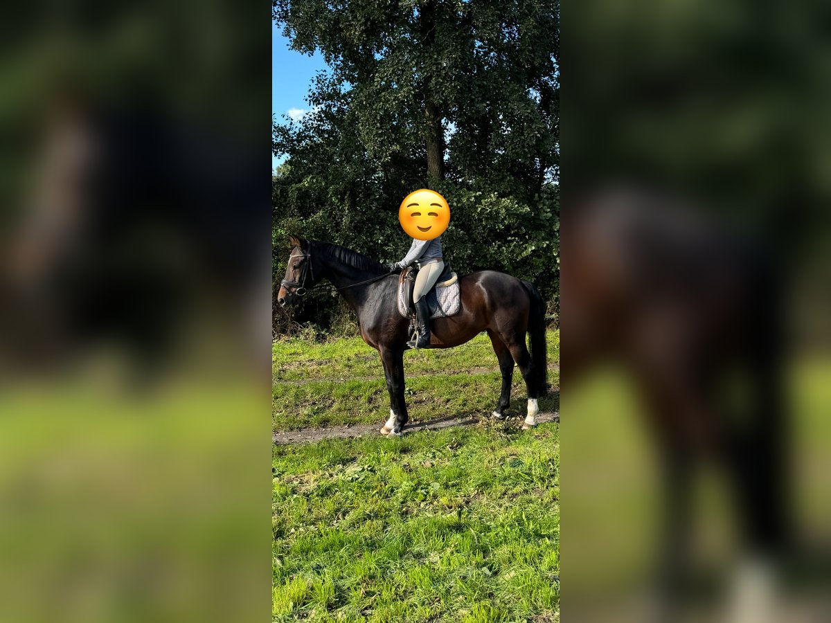 Hannoveraner Wallach 14 Jahre 172 cm Brauner in Thedinghausen