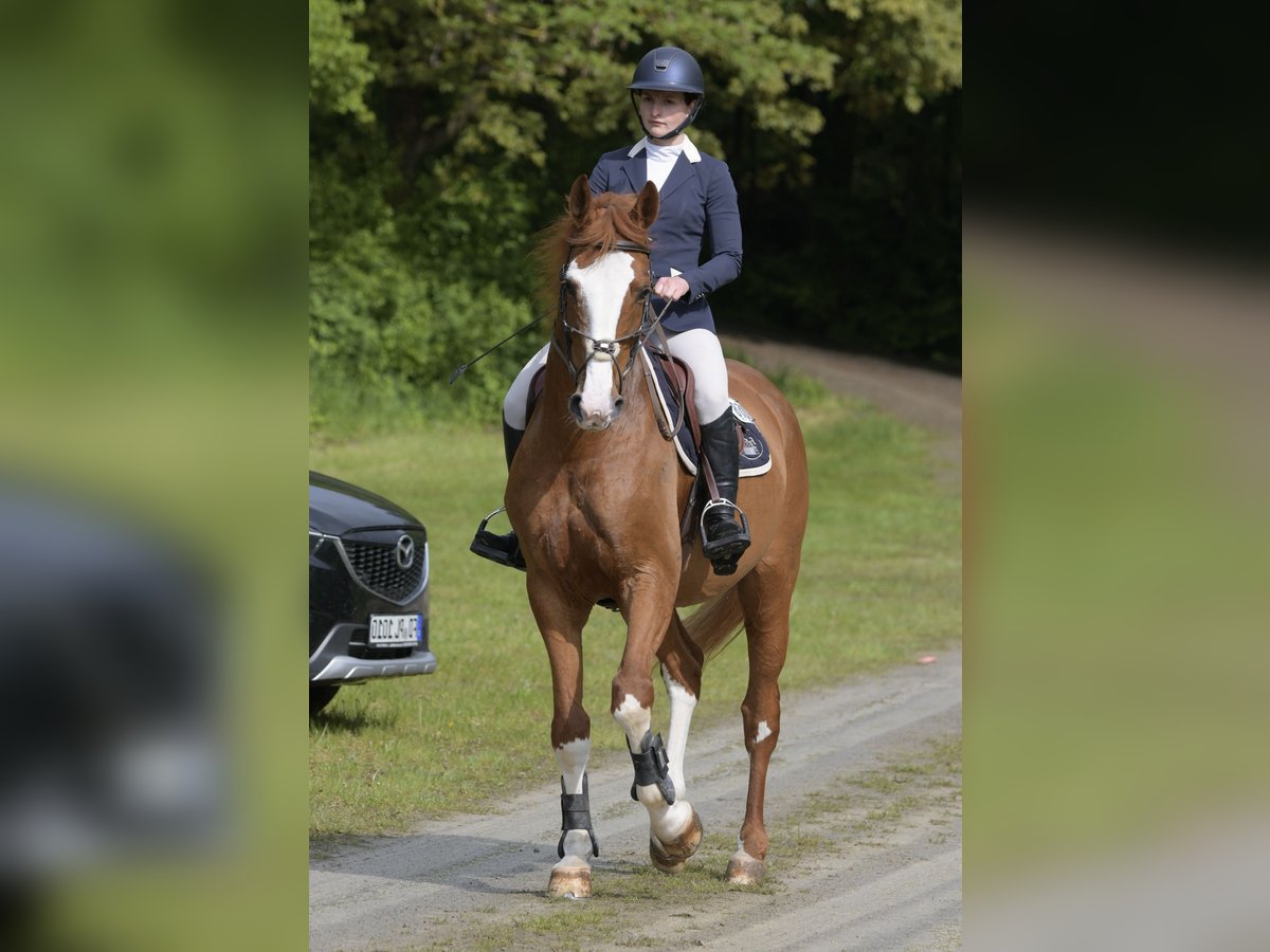 Hannoveraner Wallach 14 Jahre 172 cm Fuchs in Eiterfeld