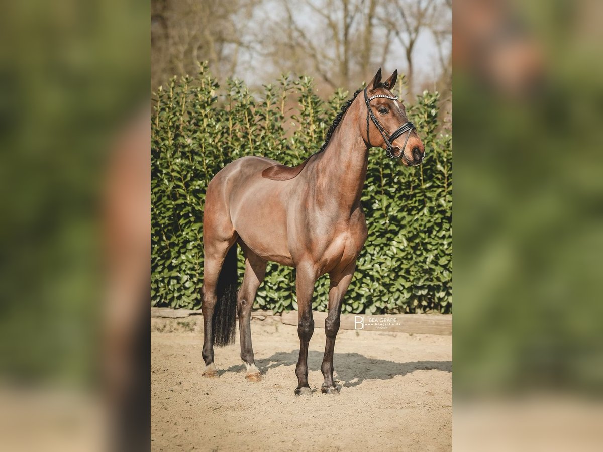 Hannoveraner Wallach 14 Jahre 173 cm Brauner in Bargstedt-Ohrensen