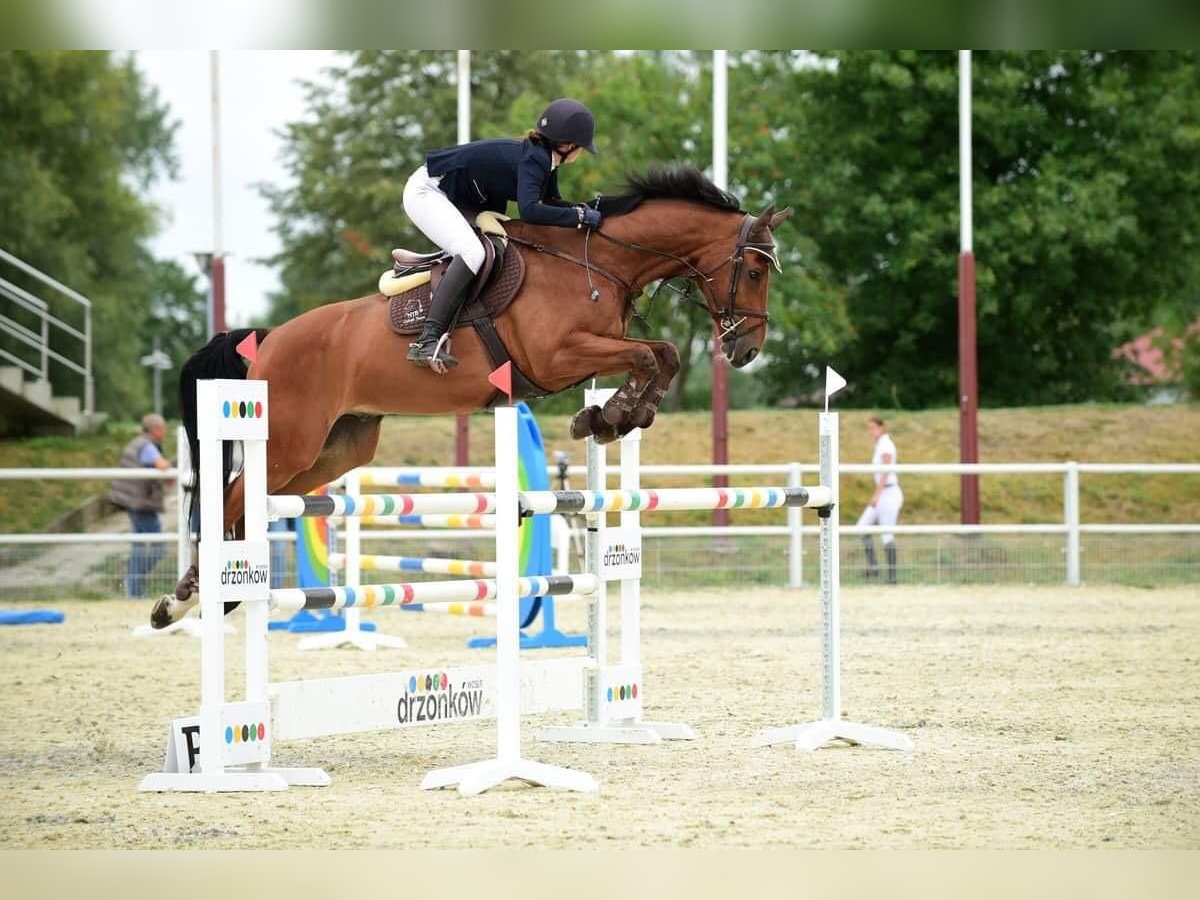 Hannoveraner Wallach 15 Jahre 168 cm Rotbrauner in Gesves