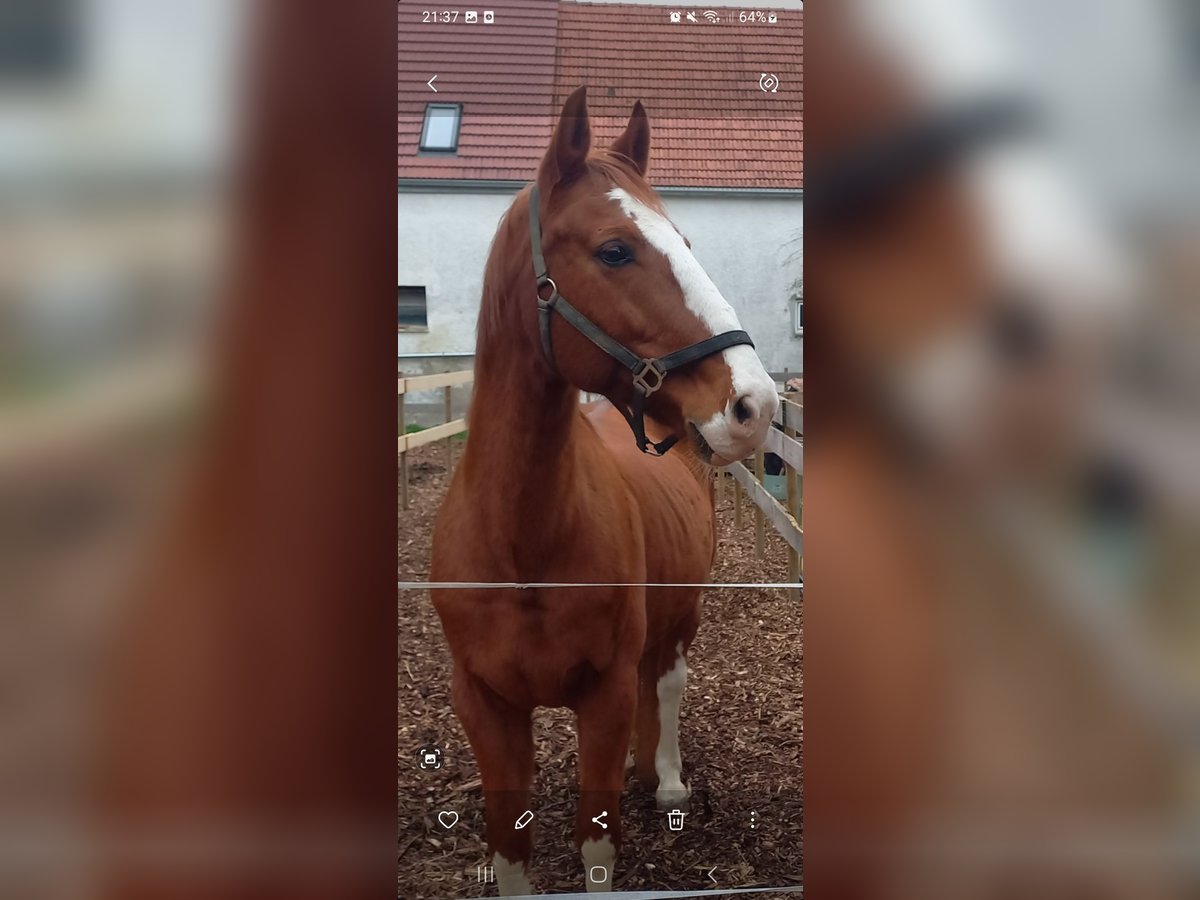 Hannoveraner Wallach 15 Jahre 170 cm Fuchs in Gundelfingen an der Donau Hannoveraner Wallach 15 Jahre 170 cm Fuchs in Gundelfingen an der Donau
