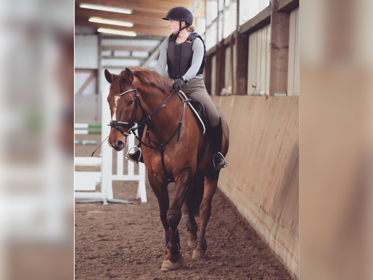 Hannoveraner Wallach 15 Jahre 173 cm Fuchs in Schönböken