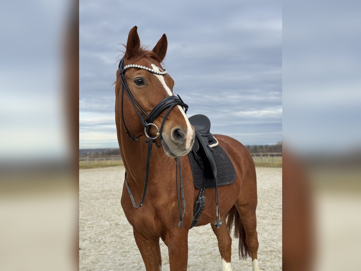 Hannoveraner Wallach 15 Jahre 175 cm Fuchs in Kirchheim unter Teck