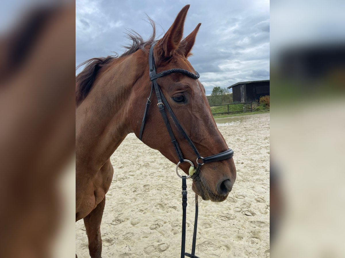 Hannoveraner Wallach 15 Jahre 175 cm Fuchs in Lohmar