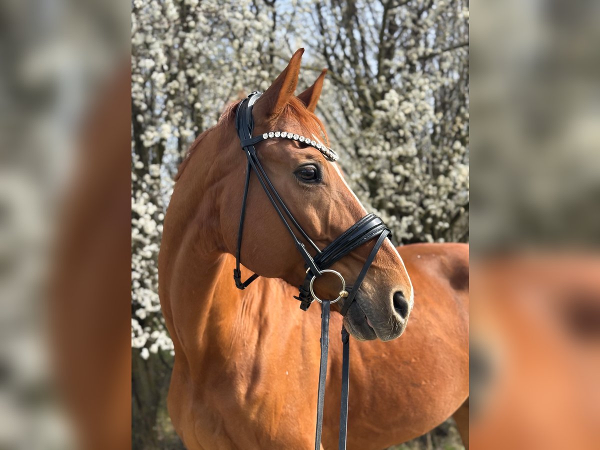 Hannoveraner Wallach 15 Jahre 175 cm Fuchs in Kirchheim unter Teck