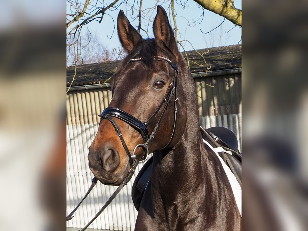 Hannoveraner Wallach 15 Jahre 177 cm Dunkelbrauner in Lilienthal