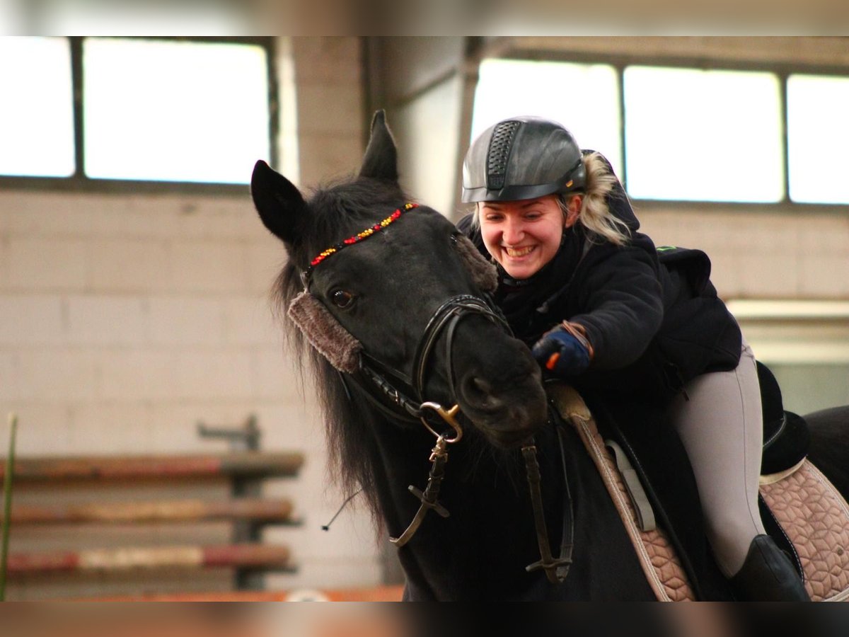 Hannoveraner Wallach 16 Jahre 160 cm in Weiterstadt
