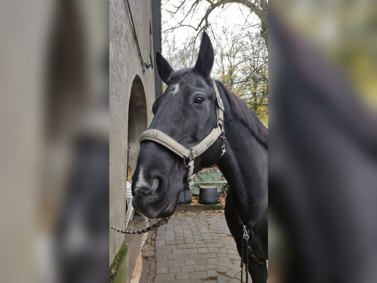 Hannoveraner Wallach 16 Jahre 164 cm Rappe in Bielefeld