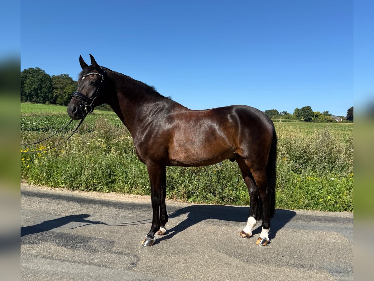 Hannoveraner Wallach 16 Jahre 168 cm in Bramsche
